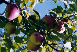 Apples in the Tree (c) Cheryl Lynne Bradley (c)1997-2010