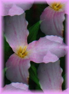 Pink Trillium Tile (c) Cheryl Lynne Bradley 2000 - This really is a pink trillium not a manipulation in colour