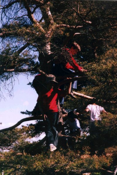 Boys in the Tree