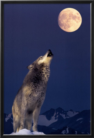 Wolf howling at the Moon from All Posters