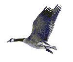 animated canada goose