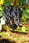 Carmenere grapes from Chile