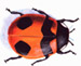 Ladybug, Ladybird or Ladybeetle