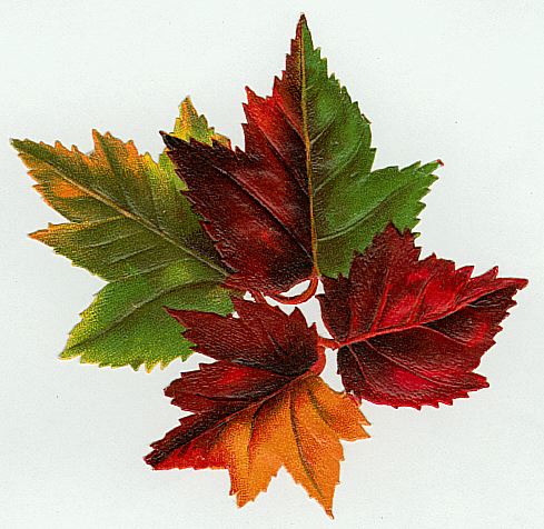 Maple Leaves - This picture is available on a TCI T-Shirt!!!