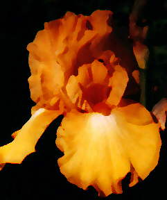 Orange Iris by Cheryl Lynne Bradley