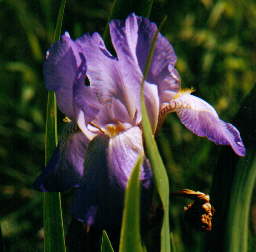 Peacock Iris by Cheryl Lynne Bradley