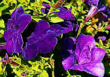 Purple Petunias by Cheryl Lynne Bradley