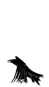 Raven, courtesy of Krista Conrad