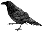 Crow