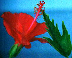 Red Hibiscus by Cheryl Lynne Bradley, all rights reserved