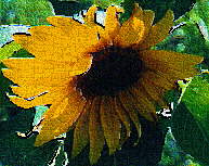 Sunflower by Cheryl Lynne Bradley